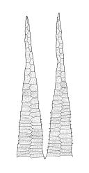 Brachythecium paradoxum, exostome teeth outer surface. Drawn from J. Lewinsky 74-500, CHR 240407.
 Image: R.C. Wagstaff © Landcare Research 2019 CC BY 3.0 NZ